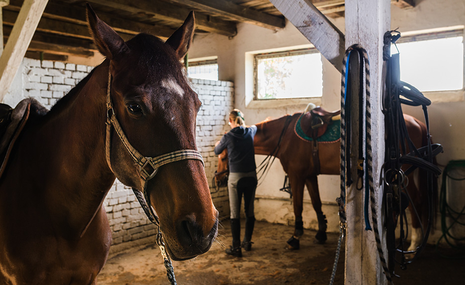 Online Horse Care Management from Arapahoe Community College